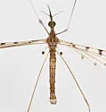 Geranomyia rostrata - photo 3