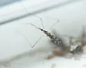 Geranomyia rostrata - photo 4