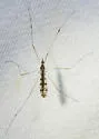 Geranomyia rostrata - photo 5