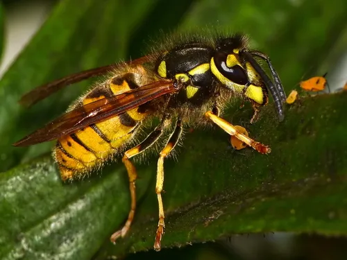 German Wasp