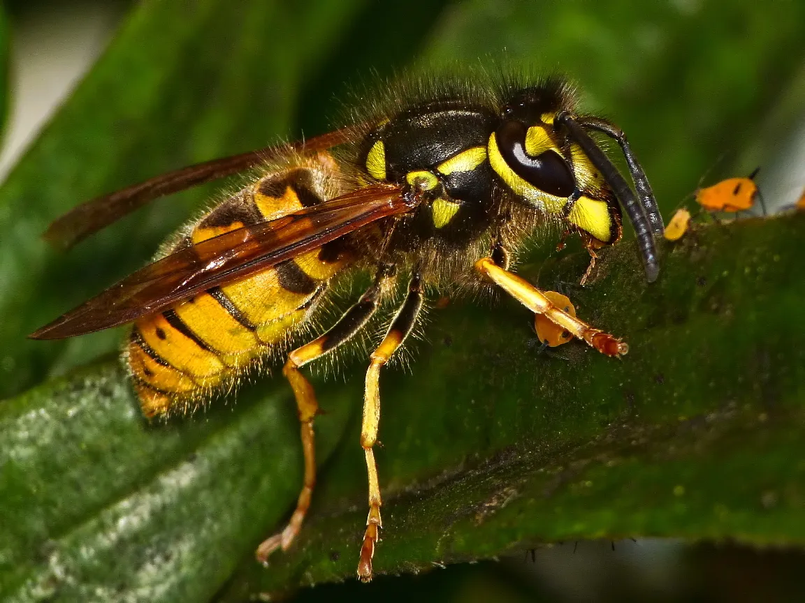 German Wasp - photo 2