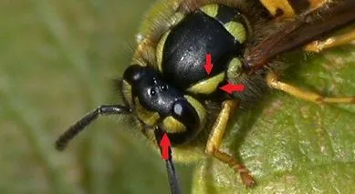 German Wasp - photo 3