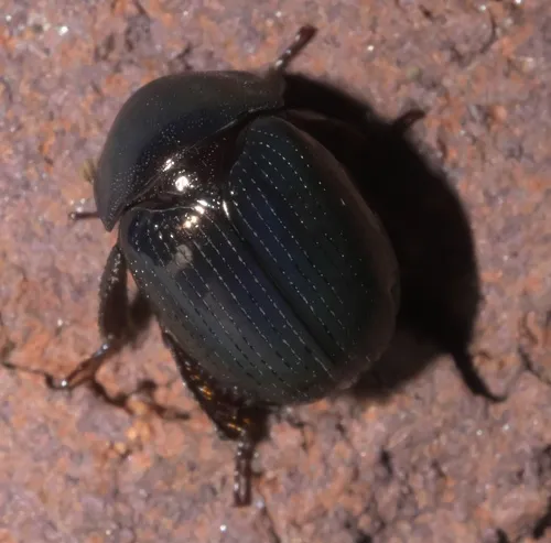 Germarostes aphodioides