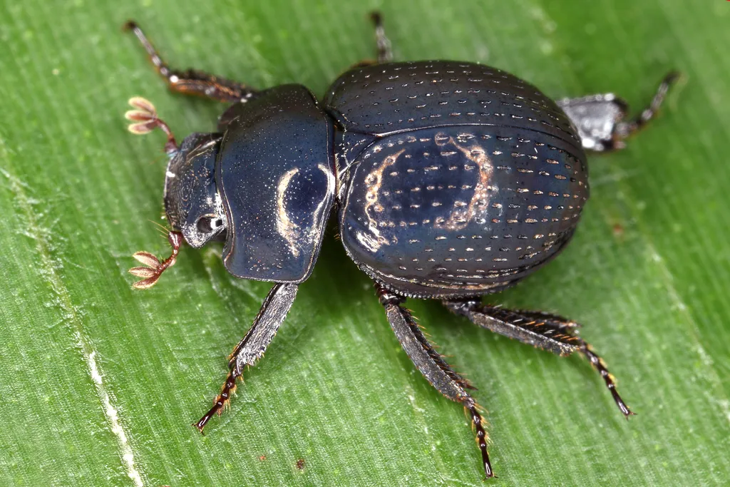 Germarostes globosus - photo 2