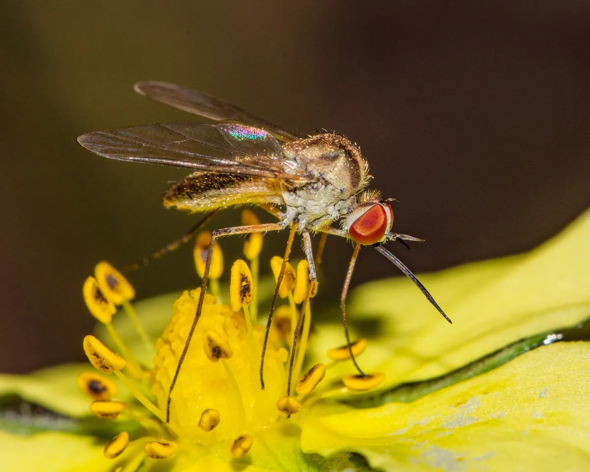 Geron calvus