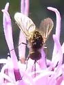 Geron vitripennis