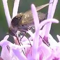 Geron vitripennis - photo 2