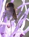 Geron vitripennis - photo 3