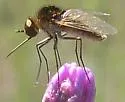 Geron vitripennis - photo 4