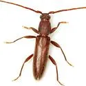Geropa concolor - Geropa concolor