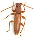 Geropa concolor - photo 2