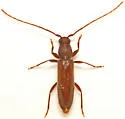 Geropa concolor - photo 3
