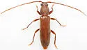 Geropa concolor - photo 4