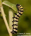 Gerra radicalis - Hodges#9302