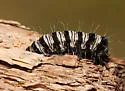 Gerra radicalis - Hodges#9302 - photo 2