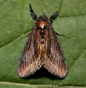 Gerra radicalis - Hodges#9302 - photo 3
