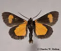Gerra radicalis - Hodges#9302 - photo 4