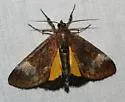 Gerra sevorsa - Hodges#9303 - Gerra sevorsa