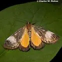 Gerra sevorsa - Hodges#9303 - photo 2