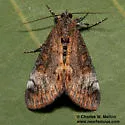 Gerra sevorsa - Hodges#9303 - photo 5