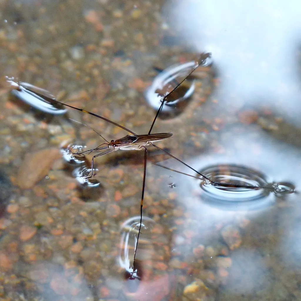 Water Striders - photo 3