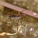 Gerris argenticollis