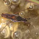 Gerris argenticollis - photo 2