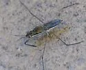 Gerris buenoi