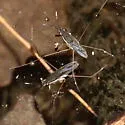 Gerris buenoi - photo 2