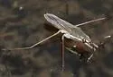 Gerris buenoi - photo 4