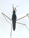 Gerris comatus
