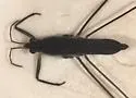 Gerris comatus - photo 2