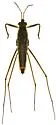 Gerris comatus - photo 4