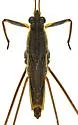 Gerris comatus - photo 5