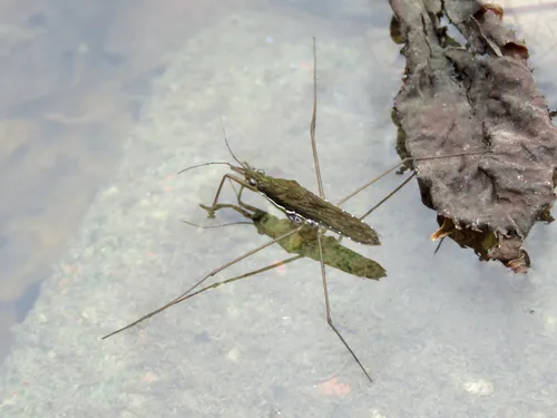 Gerris gracilicornis