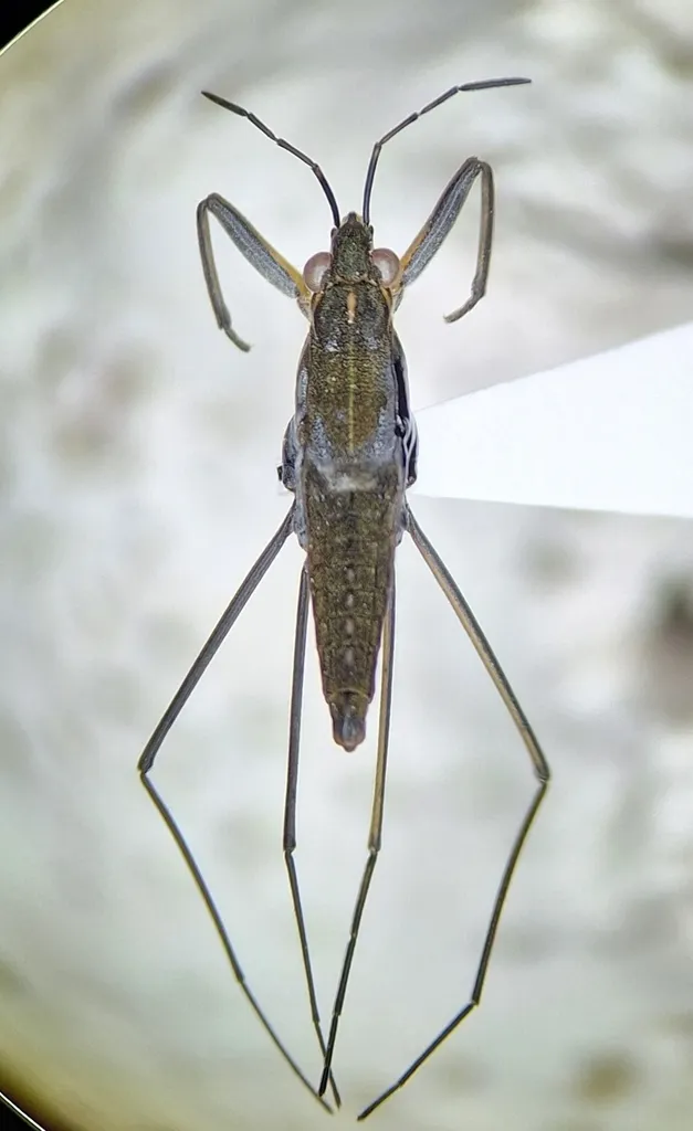 Gerris incognitus - photo 2