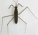 Gerris incurvatus
