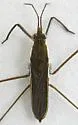Gerris incurvatus - photo 2