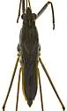 Gerris insperatus - photo 4