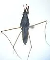 Gerris marginatus