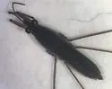 Gerris marginatus - photo 2