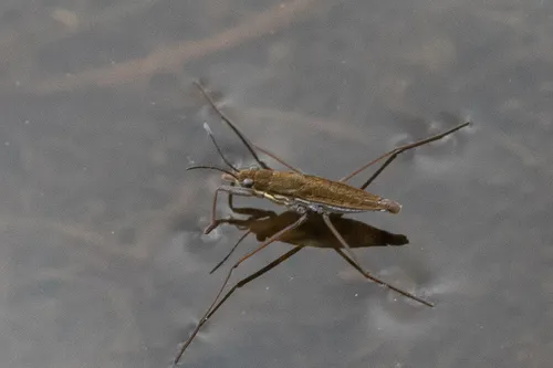 Gerris pingreensis
