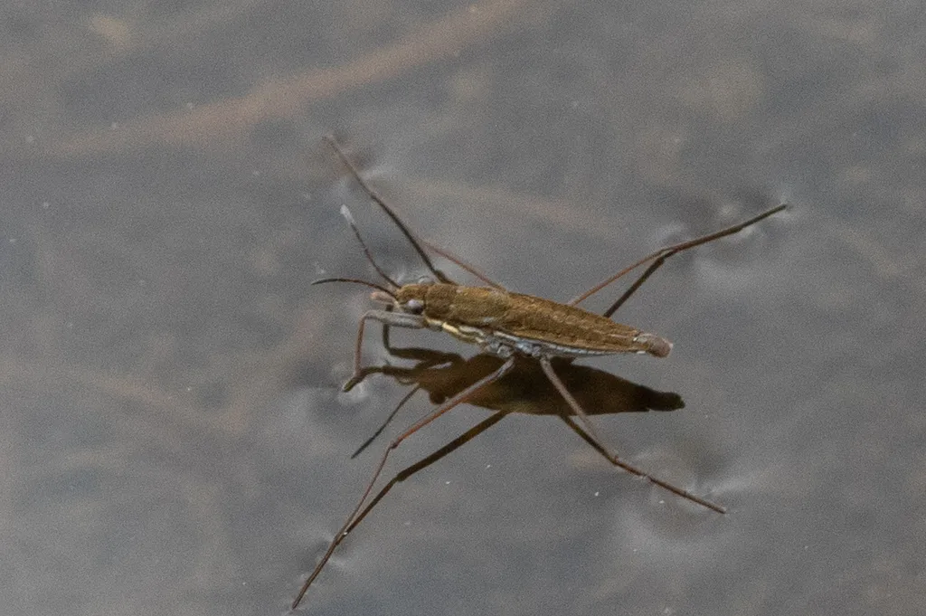 Gerris pingreensis - photo 2