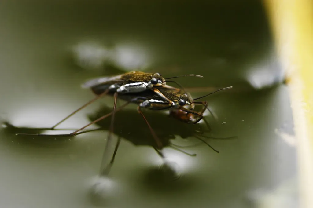 Common Water Strider - photo 2
