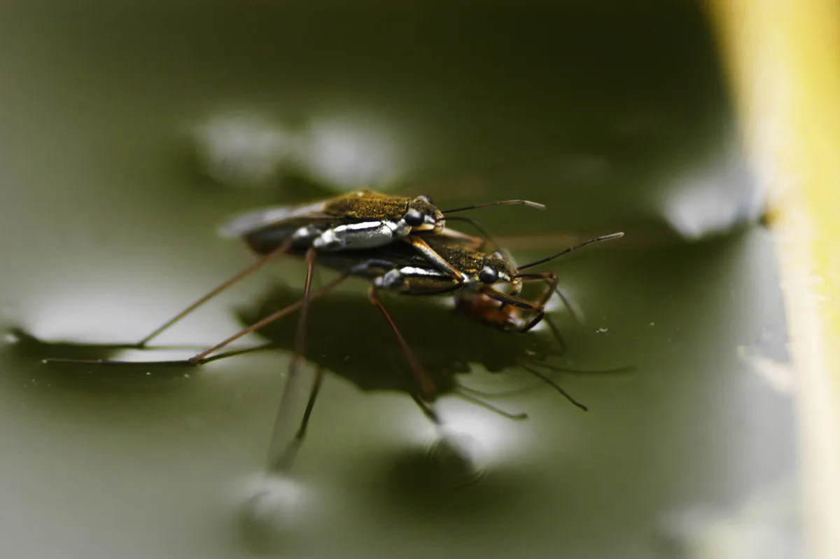 Common Water Strider - photo 3