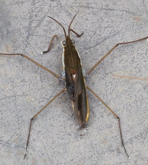 Gerris thoracicus