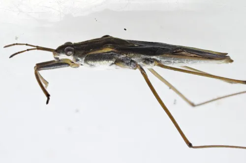 Gerris thoracicus - photo 2
