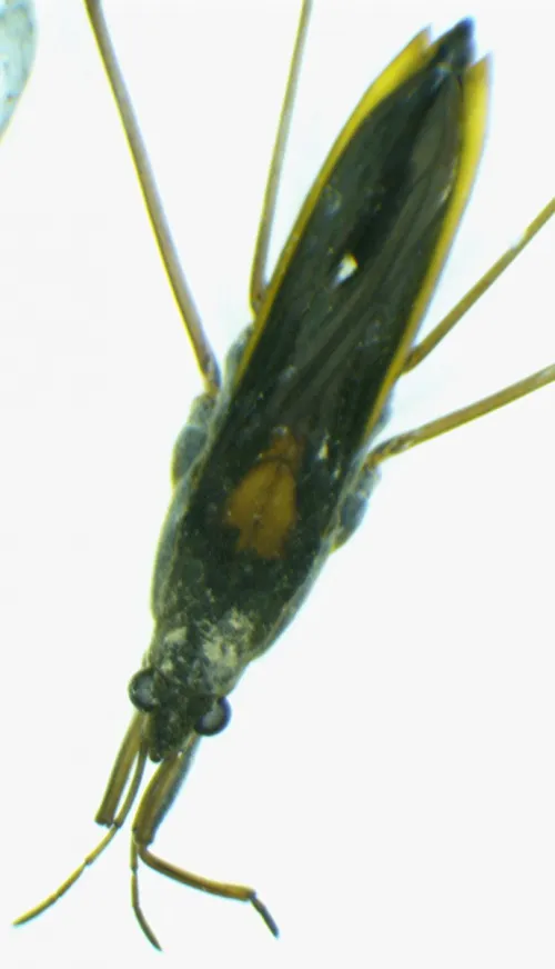 Gerris thoracicus - photo 3