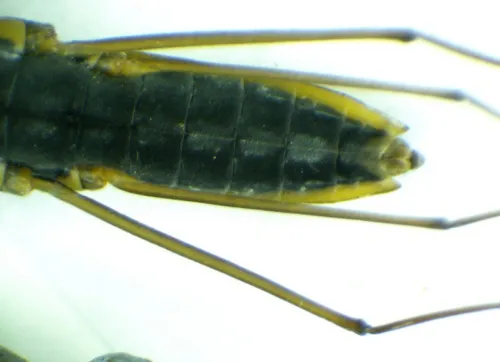 Gerris thoracicus - photo 4