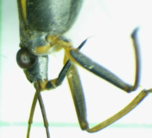 Gerris thoracicus - photo 5